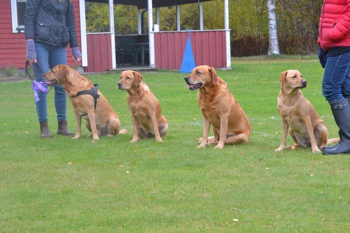 Foppa med avkommor från kullen hos Hallmans. Harley, Sandy, Foppa och Belle