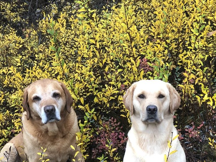 Foppa , Honey & Grynet